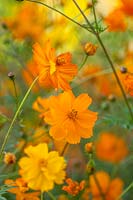 Cosmos sulphureus - Klondike mixte, août.