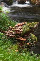 Les champignons sauvages colonisent une rive boisée moussue surplombant un ruisseau.