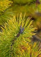 Pinus contorta 'chef joseph', janvier.