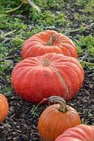 Pumpkin rouge vif d ' etampes - Cucurbita, octobre.
