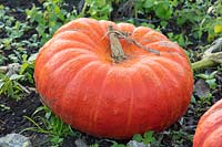 Pumpkin rouge vif d ' etampes, octobre.