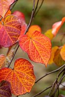 Cercis canadensis 'Ruby Falls' en octobre