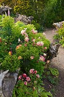 Euphorbias et Aquilegias, le Stumpery, le jardin Collector Earls, Château d'Arundel, West Sussex, mai