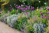 Parterre de fleurs avec Allium 'Purple sensation' et un 'Gladiator' et haies d'if, The Collector Earls garden, Arundel Castle, West Sussex, mai