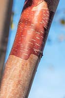 Betula albosinensis 'China Ruby '.