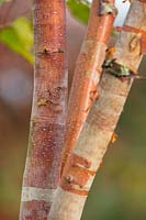 Betula albosinensis 'Panda rouge '.