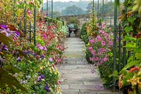Pots contre un mur planté d'exotiques - Fuchsia 'Obergartner koch', Tibouchina et Ricinus - Bourton House Garden, Gloucestershire