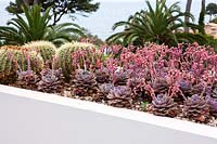 Jardin de cactus, Cap d ' Antibes, mai.