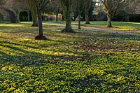 Aconites, Eranthis hyemalis en hiver, Chippenham Park, Cambridgeshire.