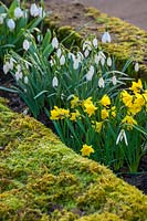 Galanthus 'Blonde Inge' et Narcissus navarre, Colesbourne park, Gloucestershire, février.