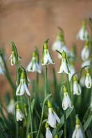 Galanthus 'South Hayes', Gloucestershire, février.