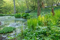 Matteuccia struthiopteris et d'autres plantes à feuillage poussent autour d'un étang à Hole Park, Kent.