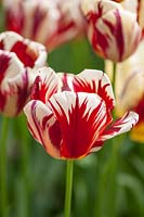 Tulipa 'Grand Perfection '.