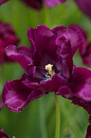Tulipe perroquet - Tulipa victoria's secret, Hollande, avril.