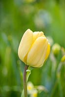 Tulipa 'Ivoire Floradale '.