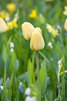 Tulipe - Tulipa 'Ivory Floradale', Hollande, avril.