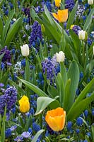 Jacinthes, Muscari et tulipes, Hollande, avril.