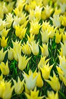 Tulipes - Tulipa 'Sapporo', Hollande, avril.
