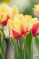 Tulipa 'Ophelia', Hollande, avril.