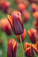 Tulipe Triumphator - Tulipa 'Slawa', mai.