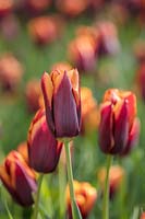 Tulipe Triumphator - Tulipa 'Slawa', mai.