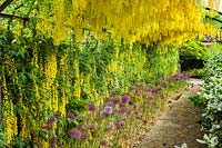 Arc Laburnum avec Allium 'Purple Sensation' ci-dessous, Surrey, juin.