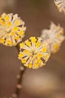 Edgeworthia chrysantha, mars.