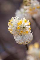 Fleurs d'hiver d'Edgeworthia chrysantha, mars.