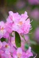 Rhododendron aéré fée, mars.