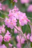 Rhododendron aéré fée, mars.