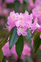 Rhododendron aéré fée, mars.