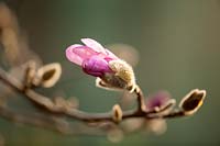 Magnolia x loebneri leonard messel, mars.