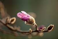 Magnolia x loebneri leonard messel, mars.