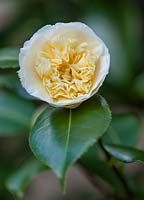 Camellia x williamsii jury's yellow, mars.