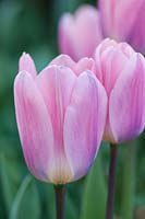 Tulipa légère et rêveuse, avril.