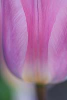 Tulipa légère et rêveuse, avril.