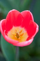 Tulipa 'Cosmopolitan', avril.