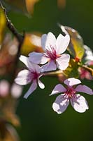 Fleur de cerisier - Prunus sargentii 'Columnaris', avril.