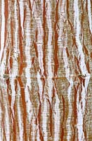 Écorce d'érable à écorce de serpent - Acer davidii 'Viper' syn. Mindavi, novembre