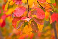 Feuilles d'automne de Cotinus 'Grace', RHS Wisley, Surrey