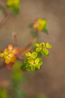 Fleurs d'Euphorbia oblongata