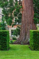 Sequoiadendron giganteum Séquoia géant en pelouse entre haies d'ifs coupés, Taxus baccata
