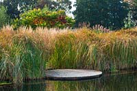 Jardin d'eau - Étang de baignade naturel - Vue sur l'étang et la terrasse en bois - Cyperus longus et Rhus typhina