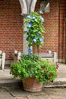Pot en terre cuite avec obélisque pour soutenir Ipomoea 'Heavenly Blue' - gloire du matin un grimpeur annuel planté de plantes annuelles dont le pétunia rouge. Sur terrasse avec pavillon d'été en brique en toile de fond