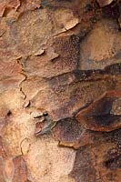 Acer griseum - érable à écorce de papier closeup d'écorce