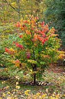 Parrotia persica - Arbre de bois de fer persan avec couleur d'automne