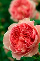 Chelsea Flower Show 2012 David Austin Roses nouvelle rose. Rosa 'Boscobel' - English Leander Rose Hybrid