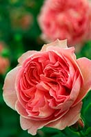 Chelsea Flower Show 2012 David Austin Roses nouvelle rose. Rosa 'Boscobel' - English Leander Rose Hybrid