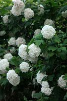 Viburnum opulus 'Roseum' syn. 'Stérile' - Guelder Rose ou Snowball Tree