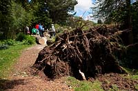 Populus - Peuplier abattu par les tempêtes de juin dans le jardin de Marwood près de Barnstaple